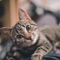 เสียงต้นฉบับ - Tony Ny Mathavong