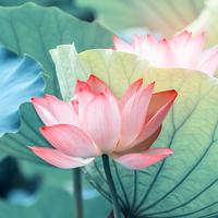 花开墨痕