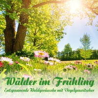 Vogelgesang am Morgen im Frühling