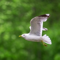 Gözlerini Kapa ve Dinle