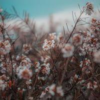 Aperture