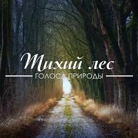 Утро в лесу