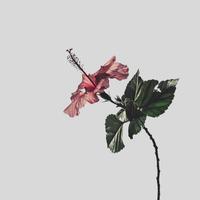 Losing Interest - Slowed Version