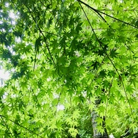 初夏の雨