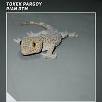 Tokek Pargoy