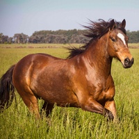 Ridin' My Horse