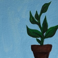 Houseplants