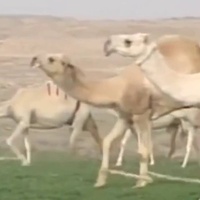 ياوجودي