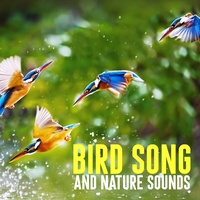 Birds in Nature