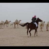 راحوا هل البل