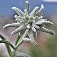 Edelweiss