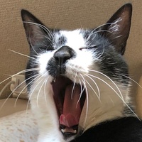 愛猫を愛でる歌