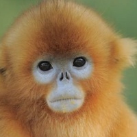 猴子Monkey