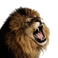 Lion roar fx