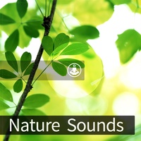 Thunder Sounds