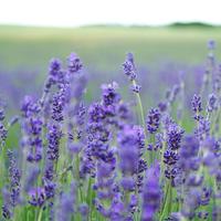 Lavender Fields