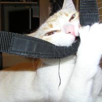 Katze Schnurrt (Erweiterte Version)