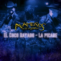 El Coco Rayado: La Picare
