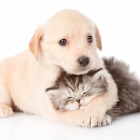 Dog & Cat