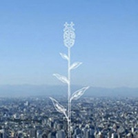 蕾