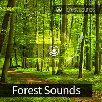 Forest Sounds