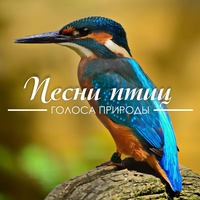 Птицы в лесу