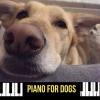 Música Para Perros