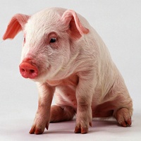 Pig squealing sound fx