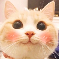 When a Cat Owns the Room