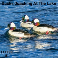 Ducks Quacking At The Lake 1 Hour Relaxing Nature Ambient Yoga Meditation Sound For Sleeping or Study