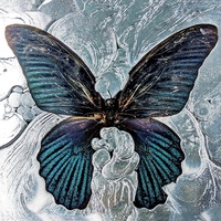 Firefly