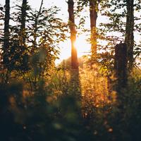 beautiful morning