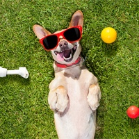 Dog Reaction Sounds - Sound Effect