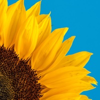 party rock with lively guitar(1535300)