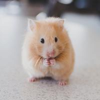 댕청댕청