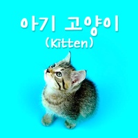 아기 고양이