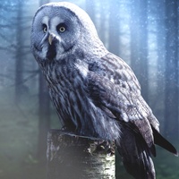Owl Sounds