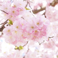 Spring Step