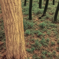 Tonal Tundra