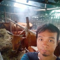 Lagu Untuk Sapi
