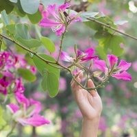 Beautiful Nature