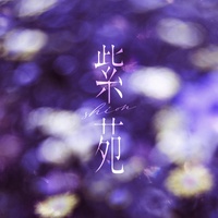 紫苑