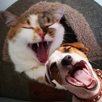 Laughter, Lots of Laughter
