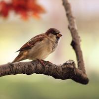 صوت العندليب الغناء