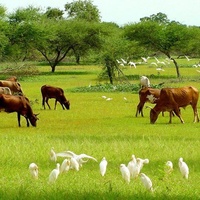 جراري غرب السودان