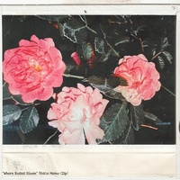 Where Roses Bloom - Voice Memo Clip