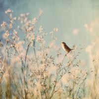 Little Things - Piano with Nature Sounds