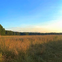 Walk