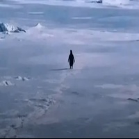 L'amour Toujours - Organ Penguin Version