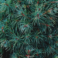 evergreen